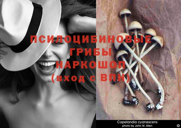 прущие грибы Пестово